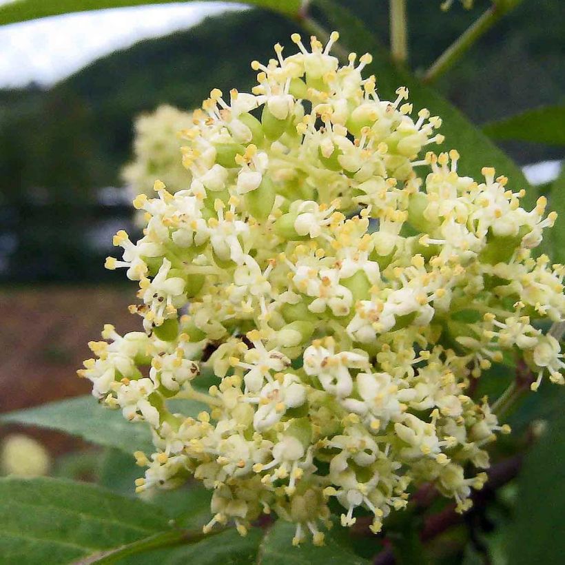 Trauben-Holunder - Sambucus racemosa (Blüte)