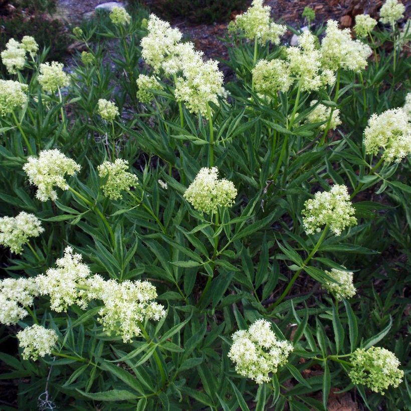 Trauben-Holunder - Sambucus racemosa (Hafen)