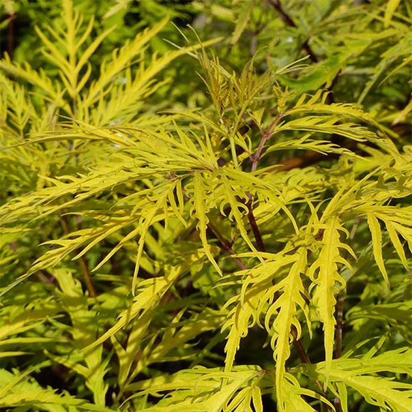 Trauben-Holunder Welsh Gold - Sambucus racemosa (Laub)