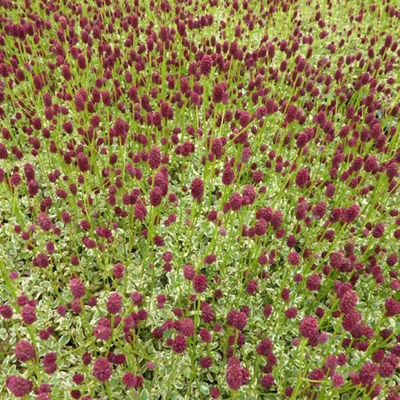 Wiesenknopf Little Angel - Sanguisorba (Hafen)