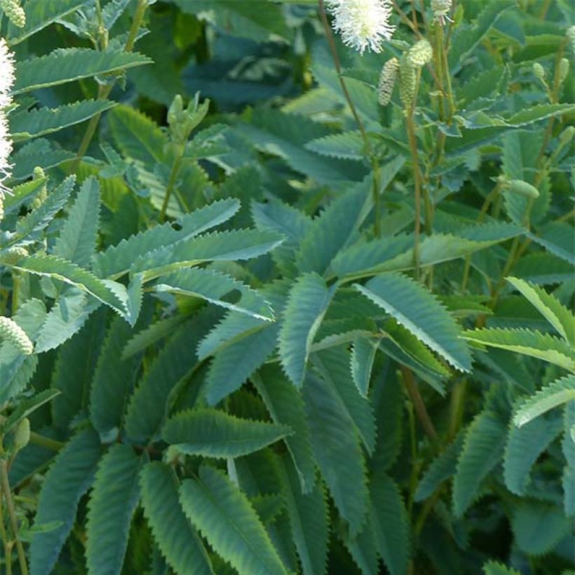 Kanadischer Wiesenknopf - Sanguisorba canadensis (Laub)