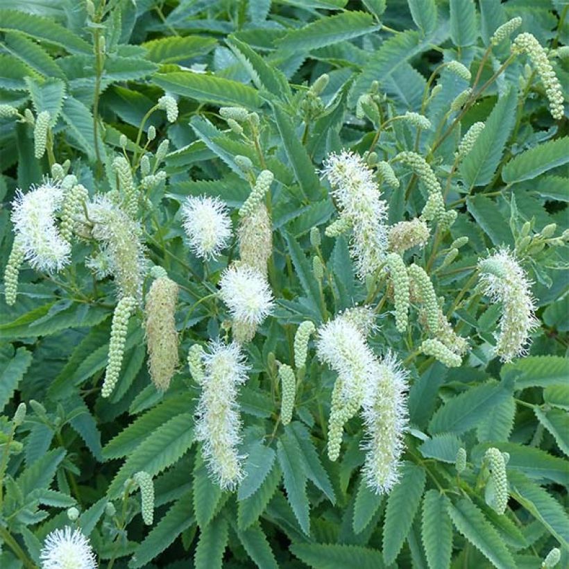 Kanadischer Wiesenknopf - Sanguisorba canadensis (Blüte)