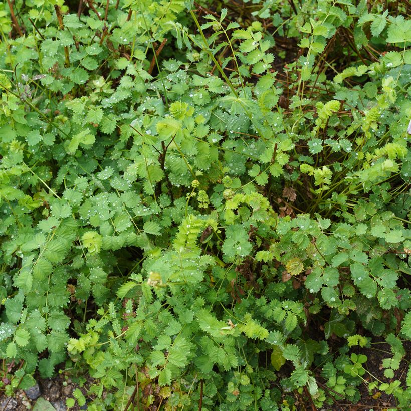 Kleiner Wiesenknopf - Sanguisorba minor (Hafen)