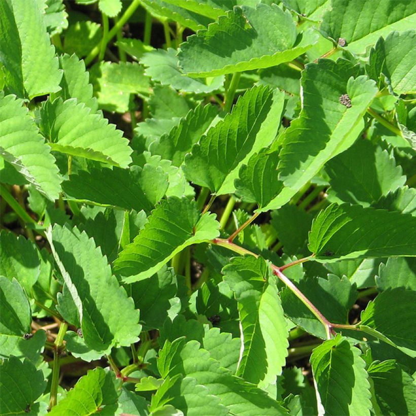 Japanischer Wiesenknopf - Sanguisorba obtusa (Laub)