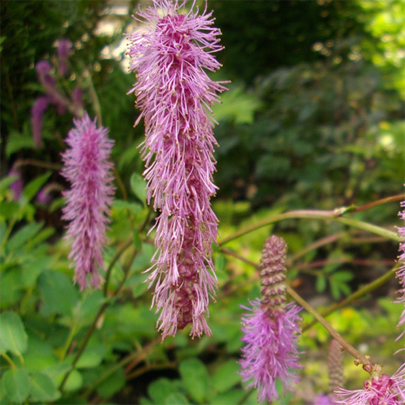 Japanischer Wiesenknopf - Sanguisorba obtusa (Blüte)