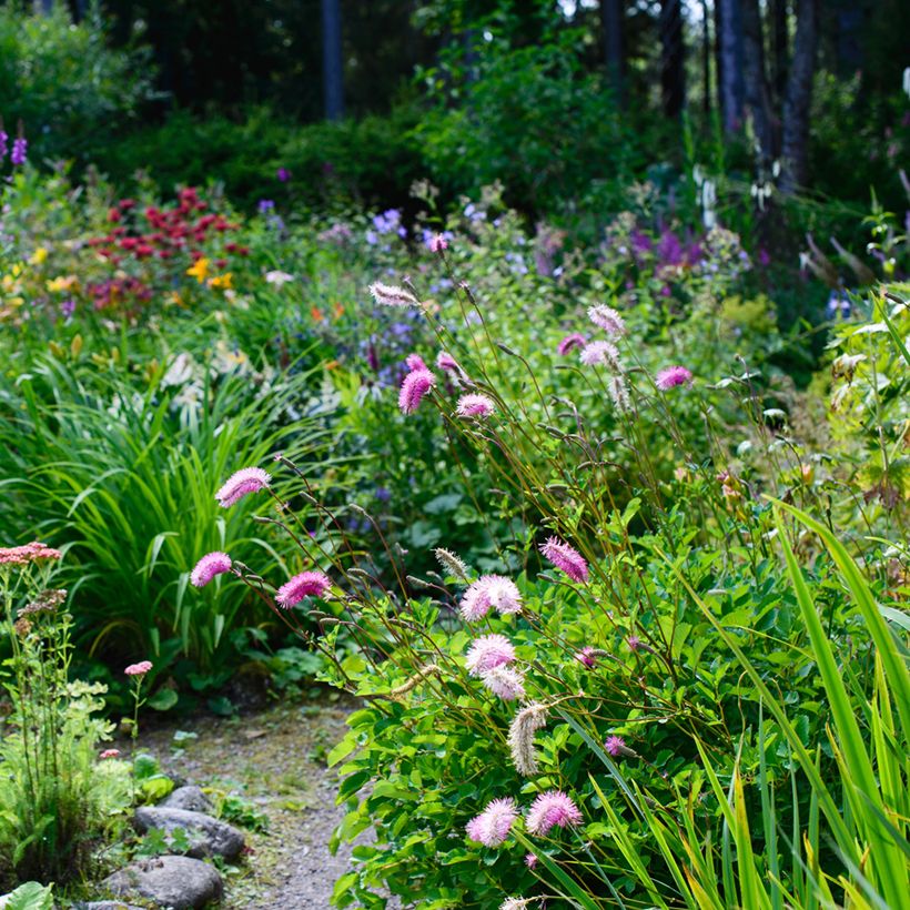 Japanischer Wiesenknopf - Sanguisorba obtusa (Hafen)