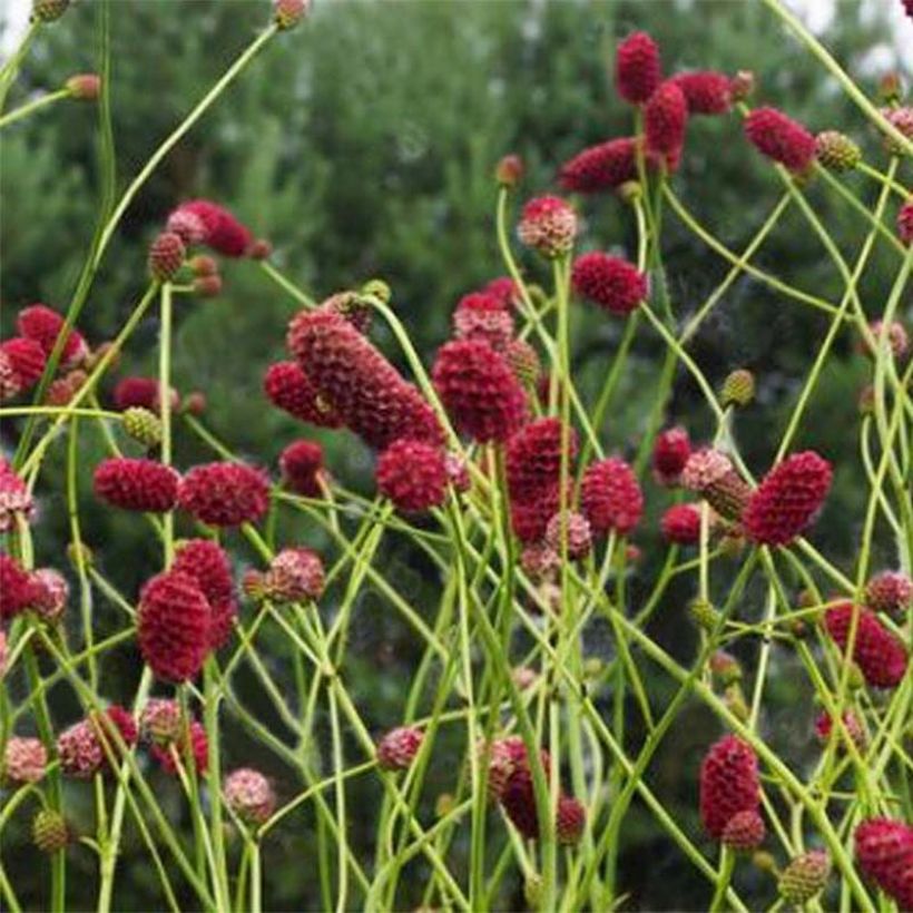 Großer Wiesenknopf Arnhem - Sanguisorba officinalis (Blüte)