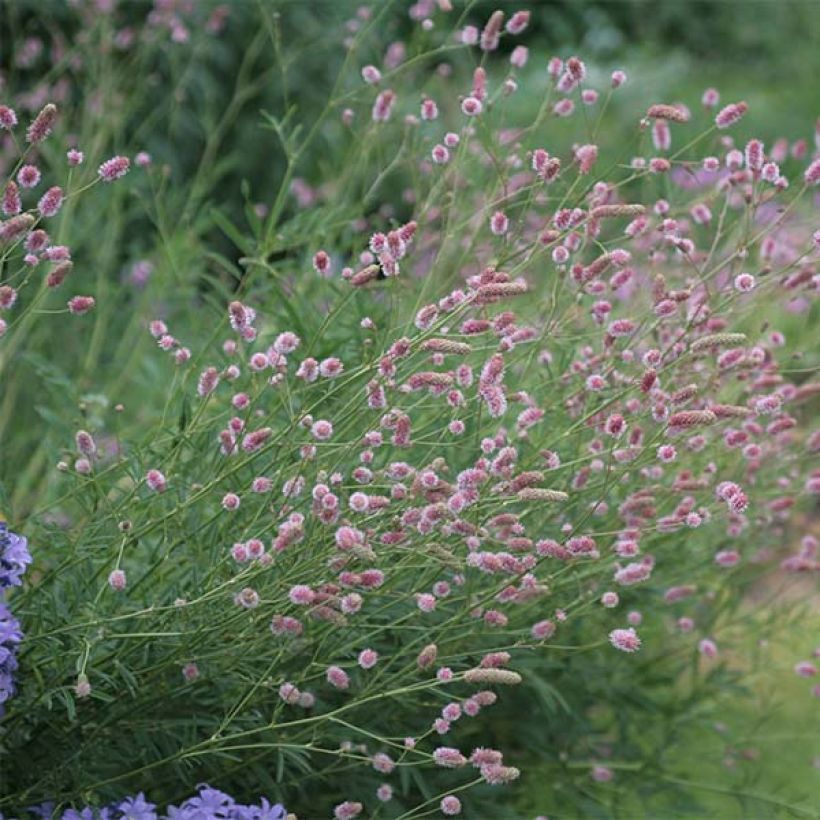 Großer Wiesenknopf Pink Tanna - Sanguisorba officinalis (Hafen)