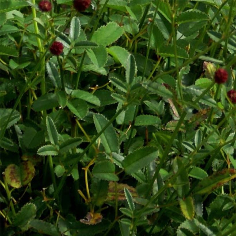 Großer Wiesenknopf Tanna - Sanguisorba officinalis (Laub)