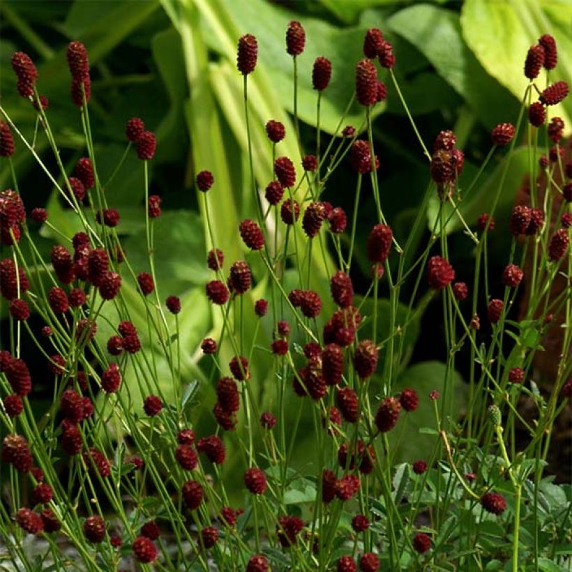 Großer Wiesenknopf Tanna - Sanguisorba officinalis (Blüte)