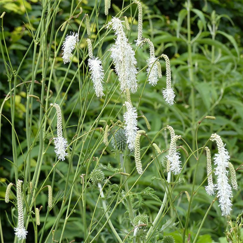 Zierlicher Wiesenknopf Alba - Sanguisorba tenuifolia (Blüte)