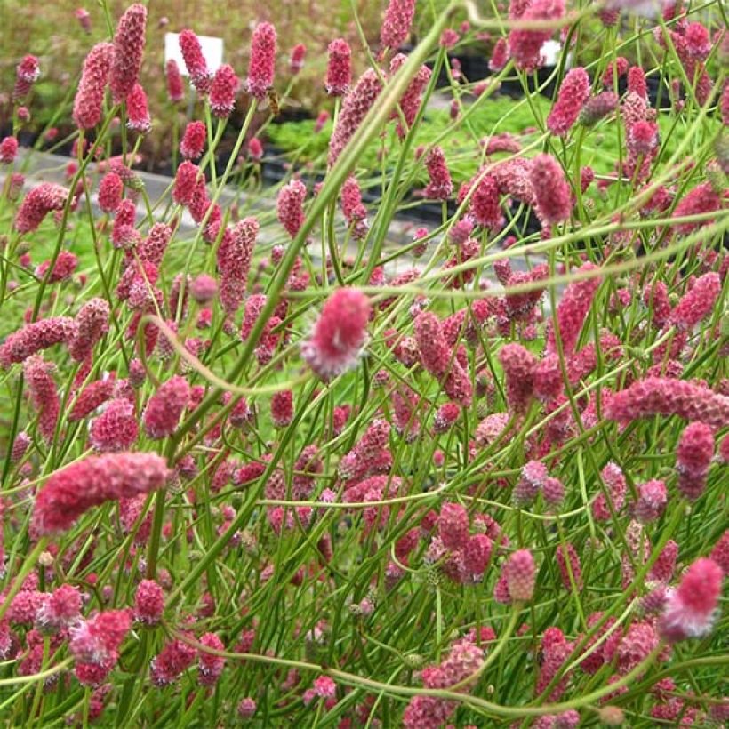 Zierlicher Wiesenknopf Pink Elephant - Sanguisorba tenuifolia (Blüte)