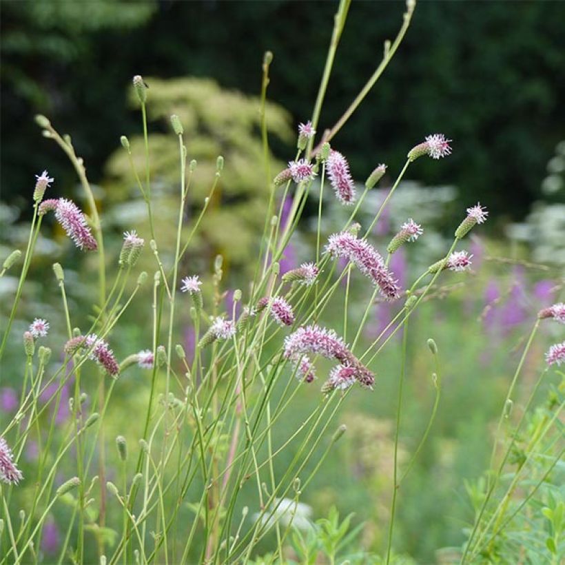 Zierlicher Wiesenknopf var. purpurea - Sanguisorba tenuifolia (Blüte)