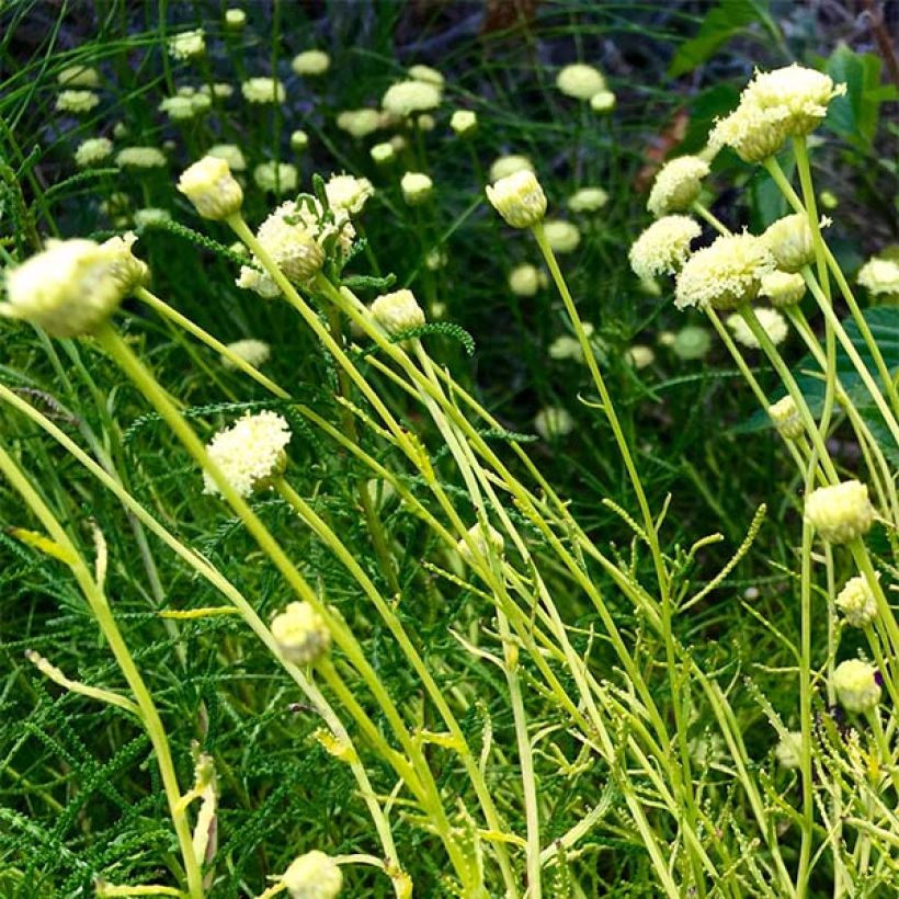 Santolina virens Lemon Fizz - Olivenkraut (Blüte)