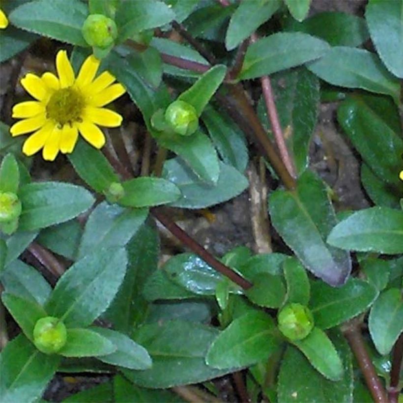 Sanvitalia speciosa Aztekengold - Husarenknopf (Laub)