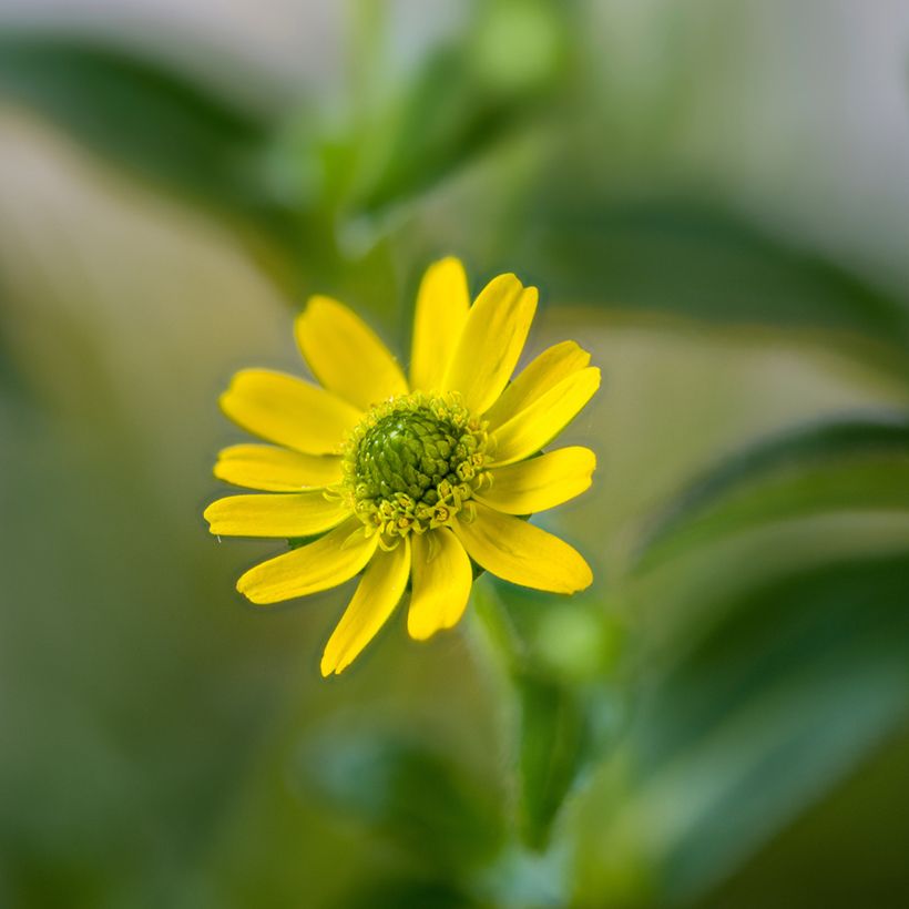 Sanvitalia speciosa Aztekengold - Husarenknopf (Blüte)