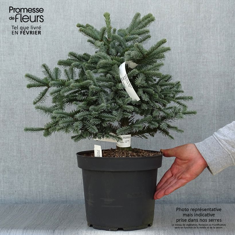 Exemplar von Sapin noble - Abies procera Bizarro                Pot de 7,5L/10L wie im Herbst geliefert