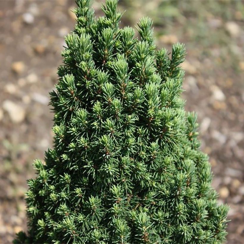 Picea glauca Piccolo (Laub)