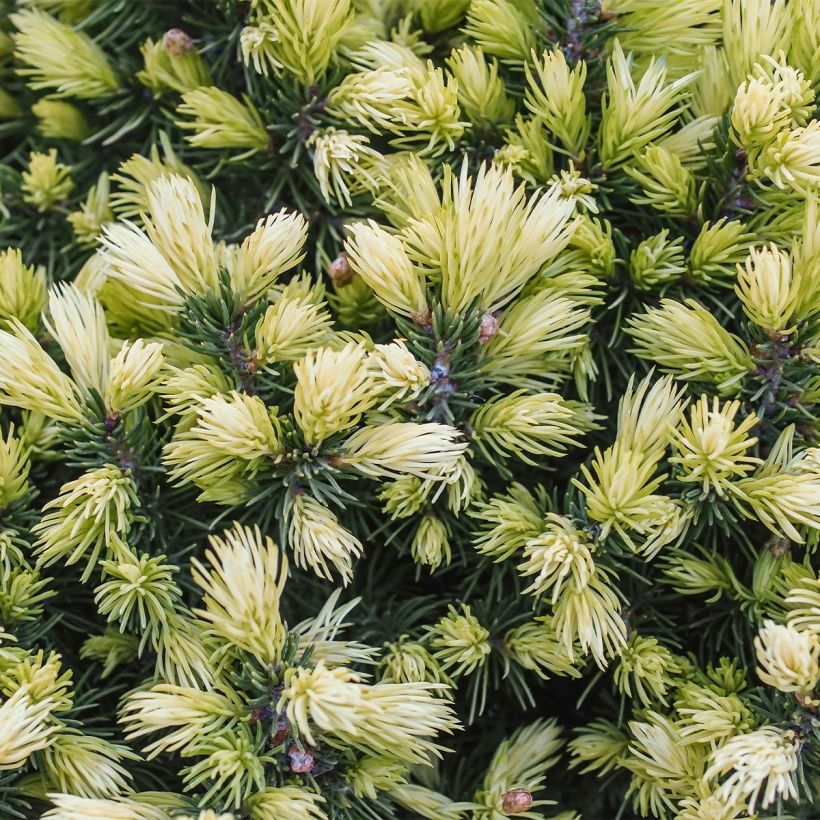 Picea glauca Sun on the Sky (Laub)