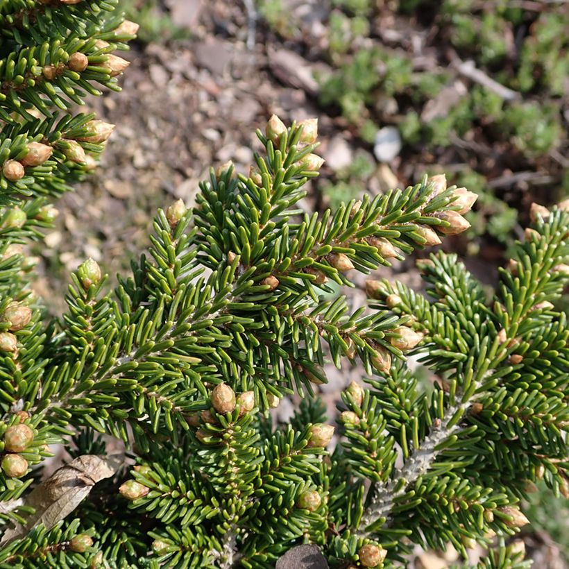 Picea orientalis Jewel (Laub)