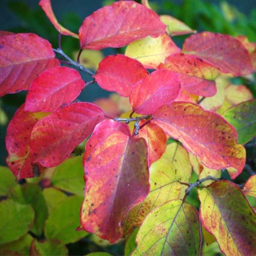 Sapium japonicum - Japanischer Seifenbaum (Laub)