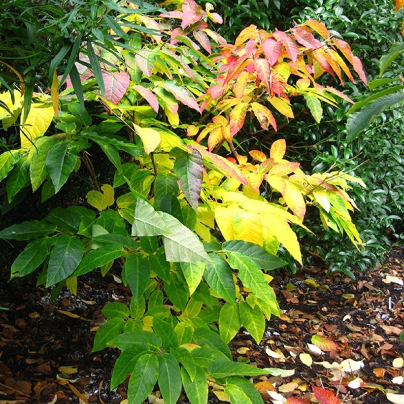 Sapium japonicum - Japanischer Seifenbaum (Hafen)