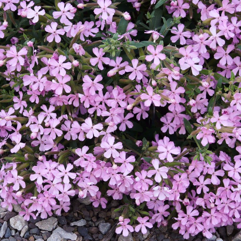 Saponaria Max Frei - Seifenkraut (Blüte)