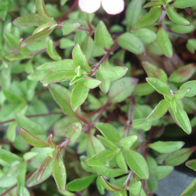 Saponaria ocymoides - Rotes Seifenkraut (Laub)