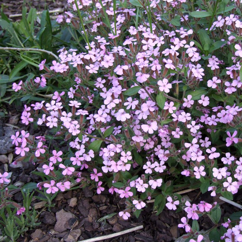 Saponaria ocymoides - Rotes Seifenkraut (Blüte)