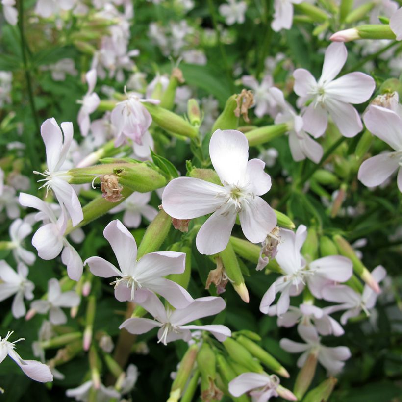 Saponaria officinalis - Gemeines Seifenkraut (Blüte)