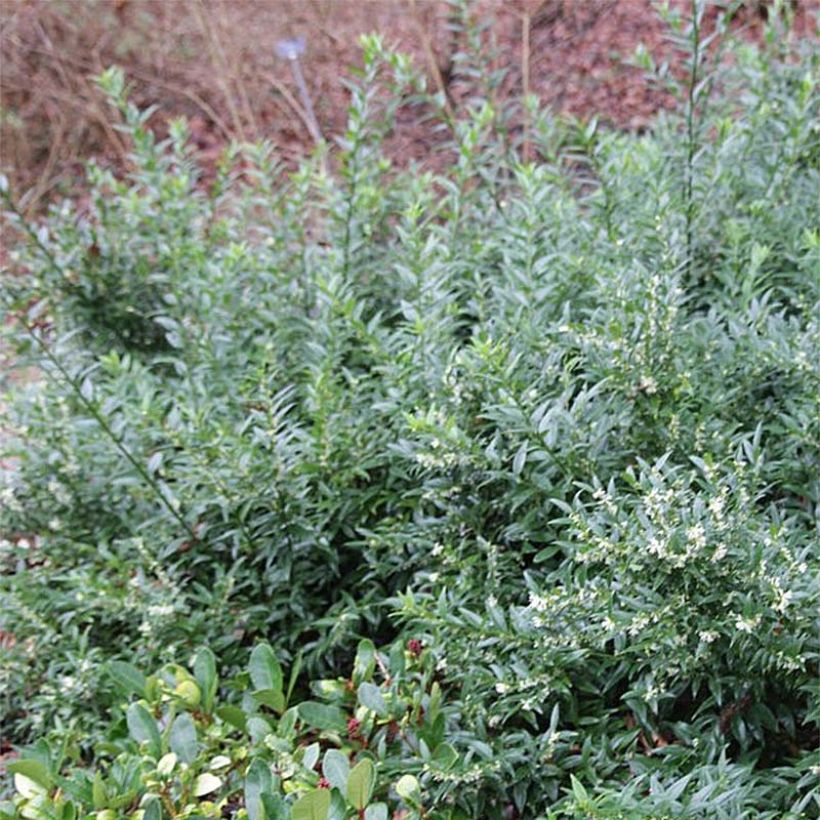 Sarcococca ruscifolia Dragon's gate - Schleimbeere (Laub)