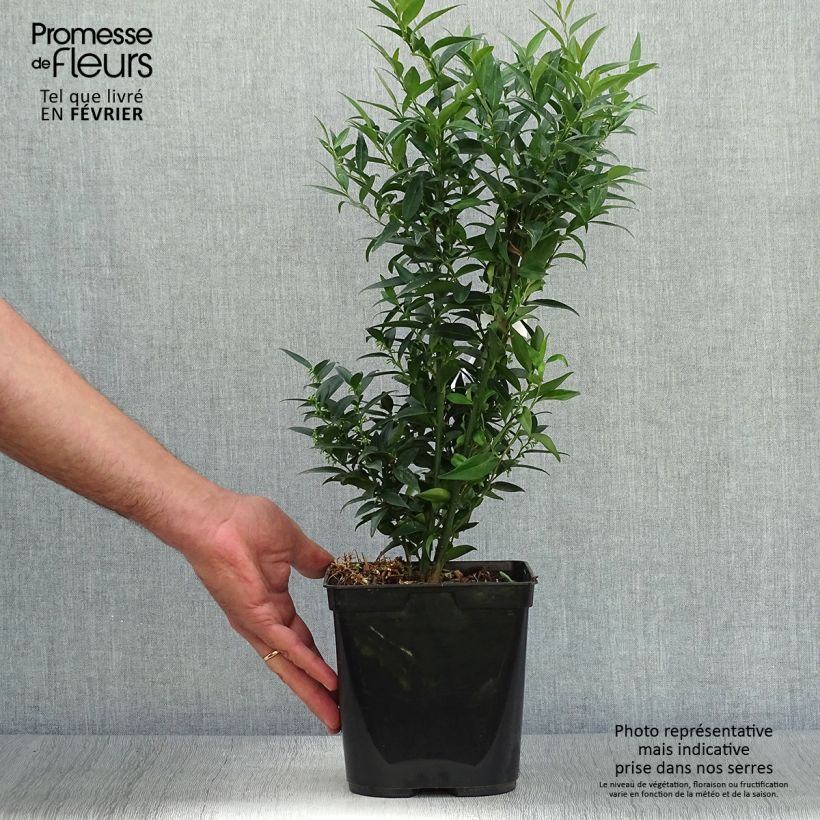 Exemplar von Sarcococca Dragon's gate Pot de 3L/4L wie im Herbst geliefert