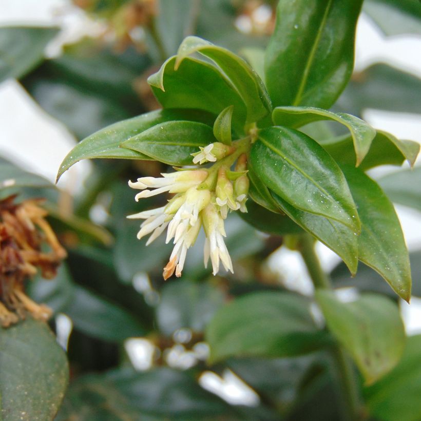 Sarcococca hookeriana - Schleimbeere (Blüte)