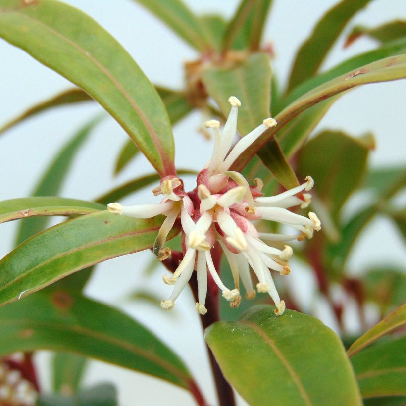 Sarcococca hookeriana var. digyna - Schleimbeere (Blüte)