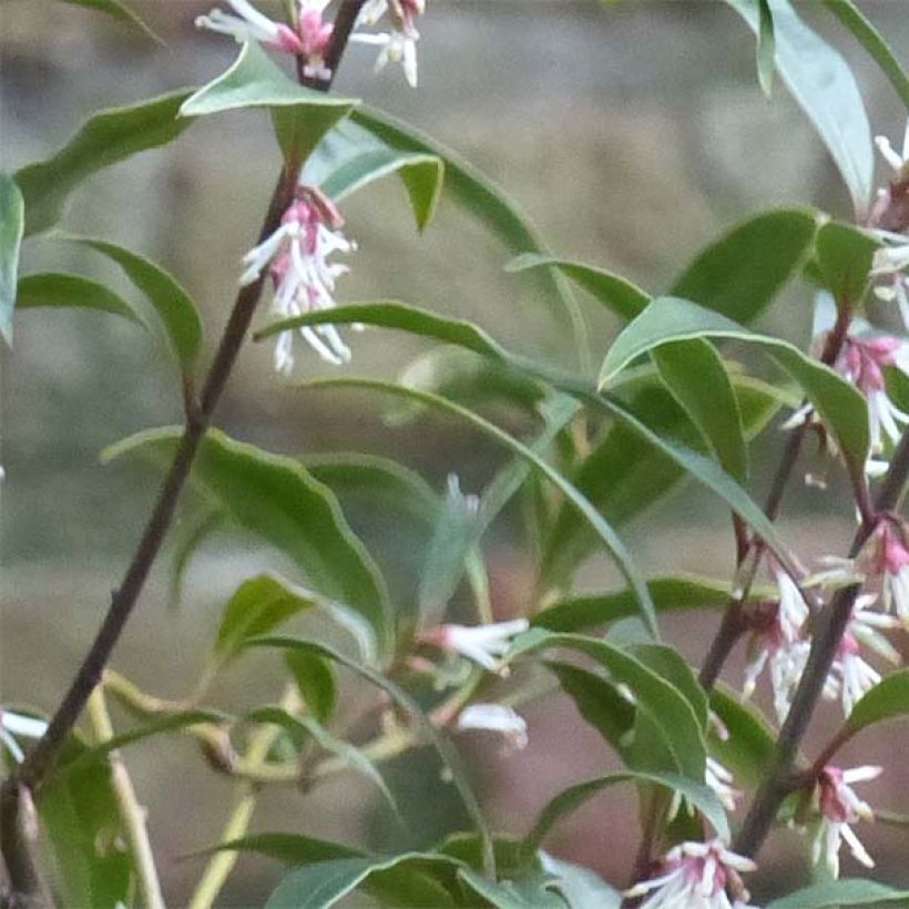 Sarcococca hookeriana var. digyna Purple Stem - Schleimbeere (Laub)