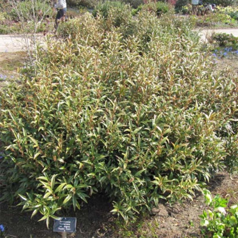 Sarcococca hookeriana var. digyna Purple Stem - Schleimbeere (Hafen)