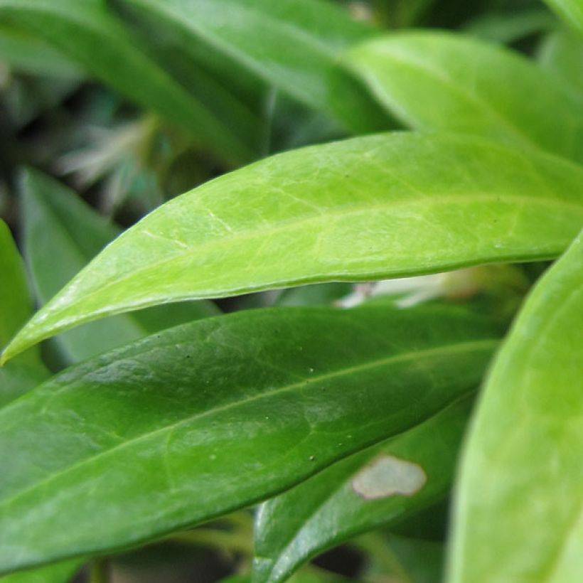 Sarcococca hookeriana var. humilis - Schleimbeere (Laub)