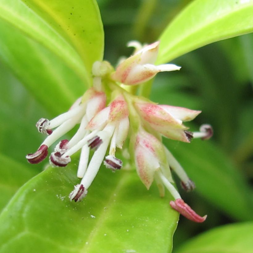 Sarcococca hookeriana var. humilis - Schleimbeere (Blüte)