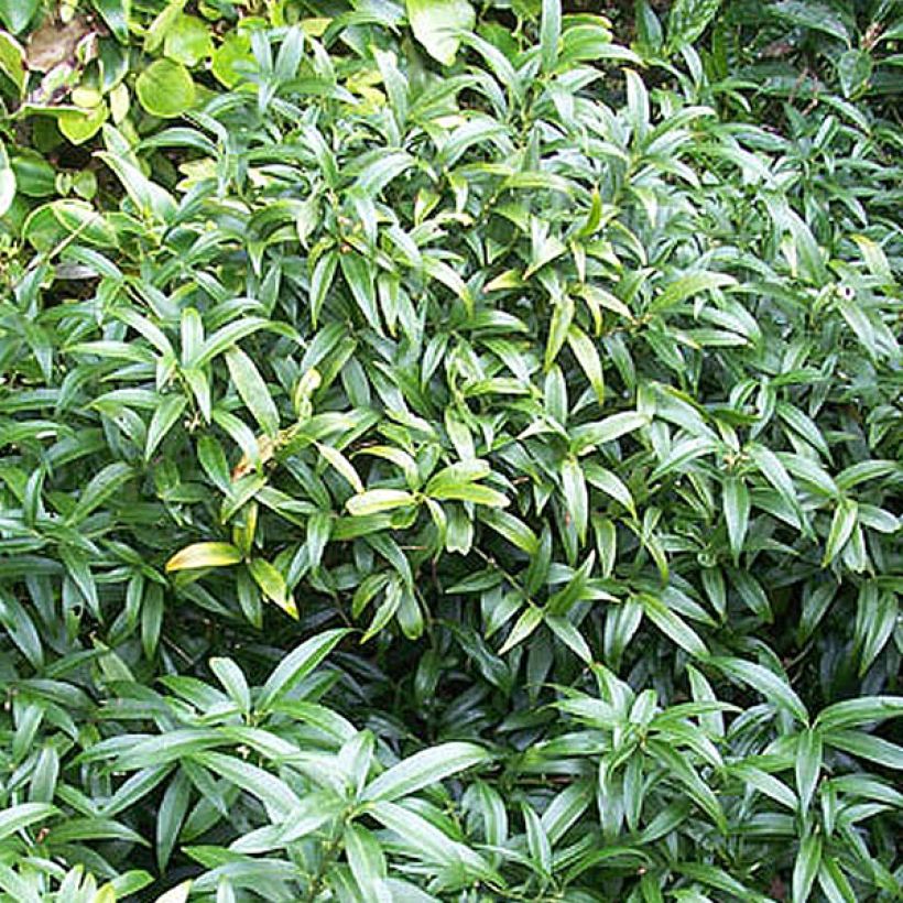 Sarcococca hookeriana var. humilis - Schleimbeere (Hafen)