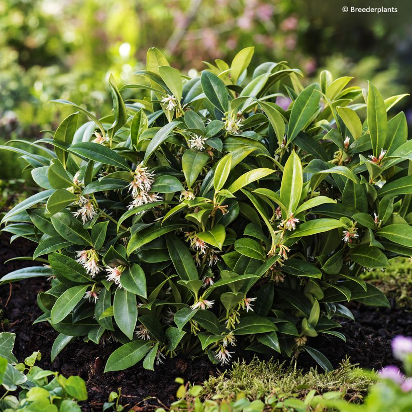 Sarcococca hookeriana var. humilis Fragrant Mountain - Schleimbeere (Hafen)