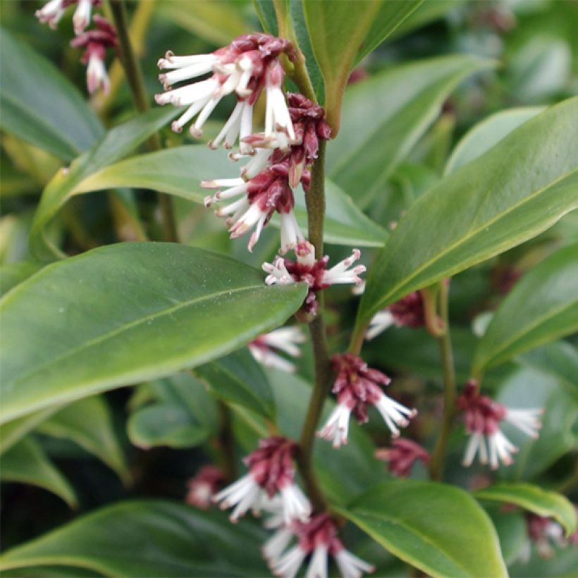 Sarcococca orientalis - Schleimbeere (Laub)