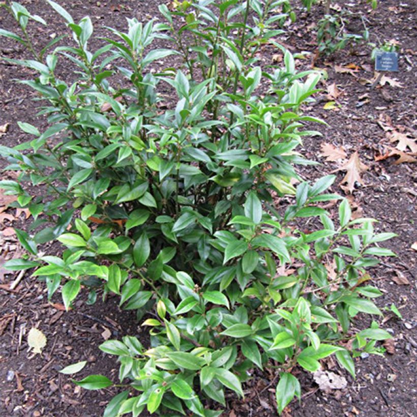 Sarcococca orientalis - Schleimbeere (Hafen)