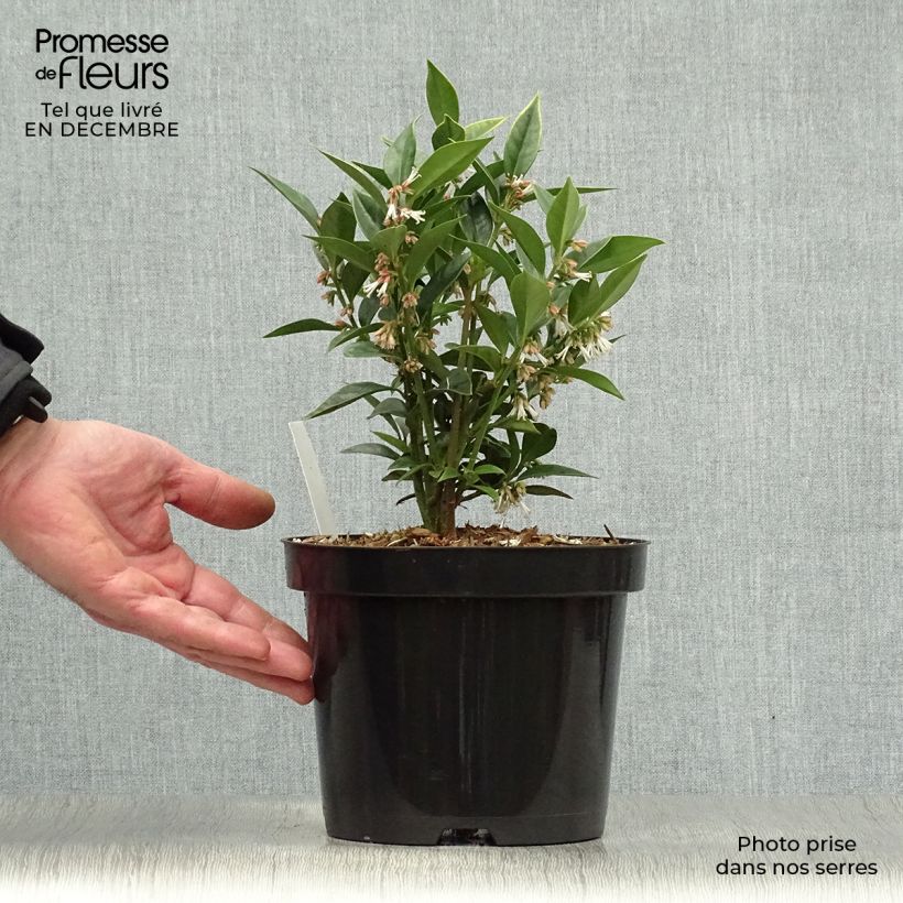 Exemplar von Sarcococca orientalis - Sarcocoque d'Orient Pot de 2L/3L wie im Winter geliefert