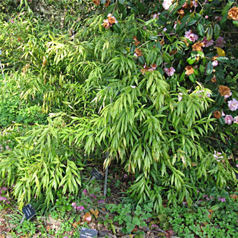 Sarcococca saligna - Schleimbeere (Laub)