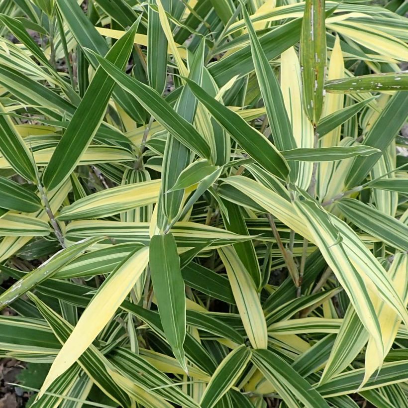 Sasaella masamuneana Albostriata - Bambus (Laub)