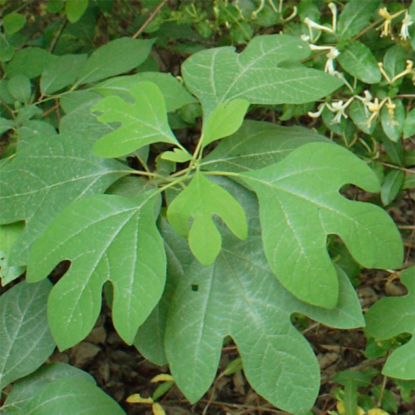 Sassafras albidum - Sassafrasbaum (Laub)