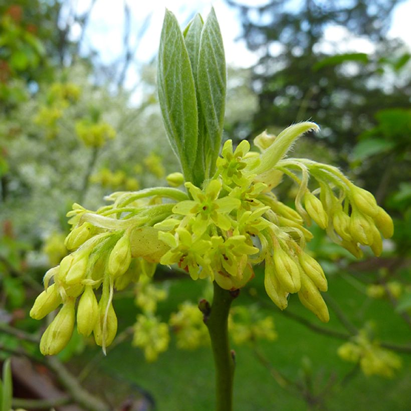 Sassafras albidum - Sassafrasbaum (Blüte)