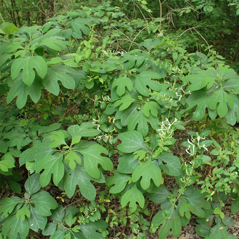 Sassafras albidum - Sassafrasbaum (Hafen)