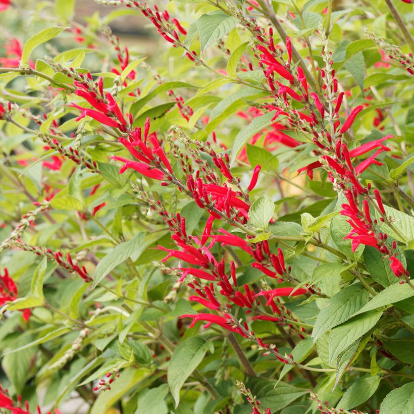 Zierlicher Salbei Ananas - Salvia elegans (Blüte)