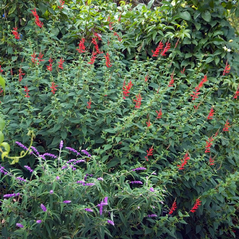 Zierlicher Salbei Ananas - Salvia elegans (Hafen)